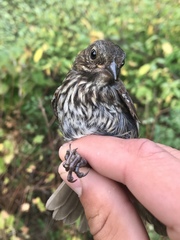 Melospiza melodia morphna