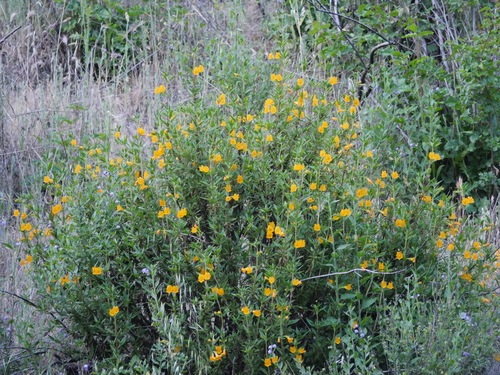 iNaturalist observation photo of orange bush monkeyflower