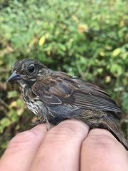 Melospiza melodia morphna