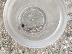 Parexochomus nigromaculatus