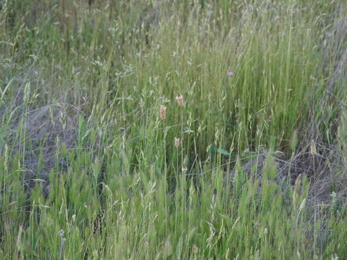 iNaturalist observation photo of ribwort plantain