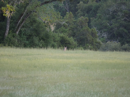iNaturalist observation photo of Mule Deer
