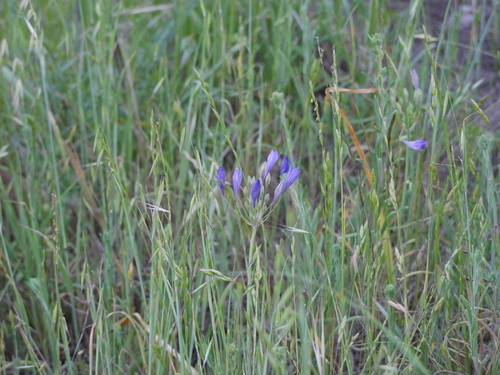 iNaturalist observation photo of Ithuriel's Spear