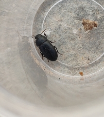 Opatroides punctulatus