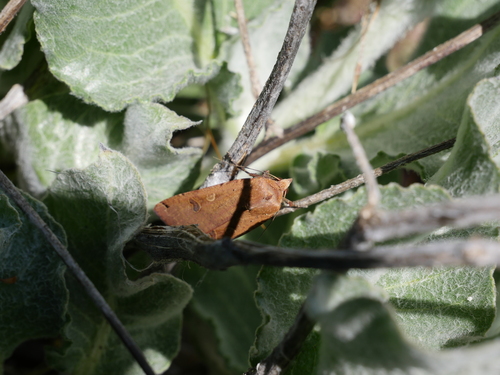 iNaturalist observation photo of Large Yellow Underwing
