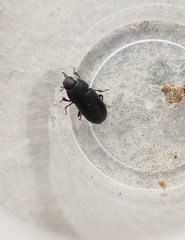 Opatroides punctulatus