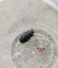 Opatroides punctulatus