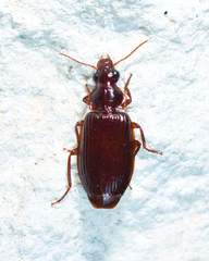 Plochionus timidus