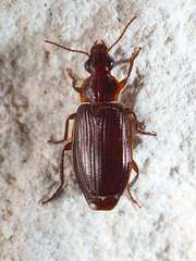 Plochionus timidus