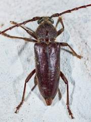 Enaphalodes hispicornis