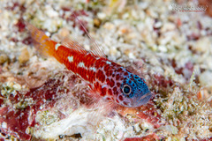 Lantana Dwarf-Goby photo 2