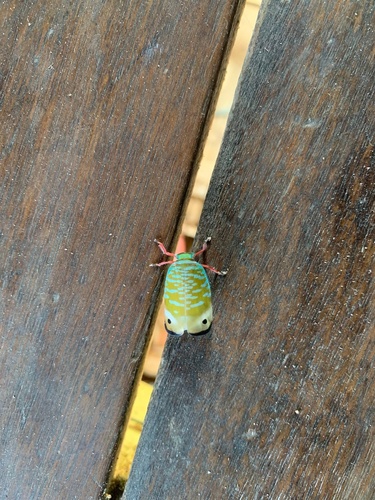 Loxocephala aeruginosa