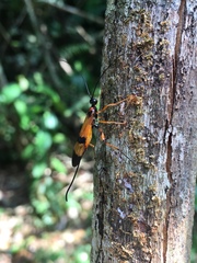 Ichneumonidae
