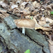 Pluteus hongoi - Photo (c) drewccap, some rights reserved (CC BY-NC)