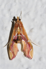 Agathodes monstralis