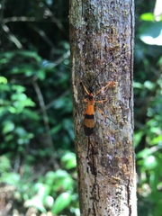 Ichneumonidae
