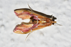 Agathodes monstralis
