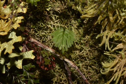 Hymenophyllum cuneatum observed 2025-03-28