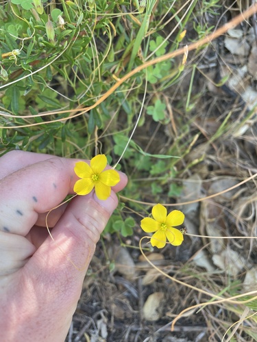 Oxalis californica (Oxalis californica)