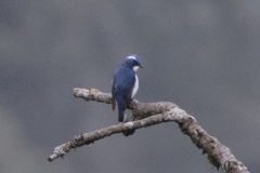 Ficedula superciliaris