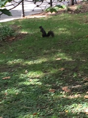 Sciurus carolinensis