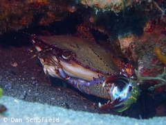 Charybdis