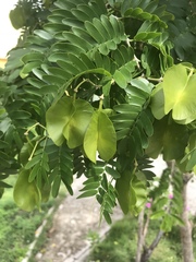 Gonopterodendron arboreum