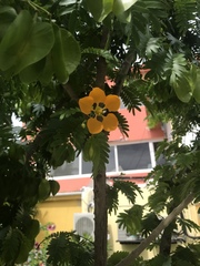 Gonopterodendron arboreum