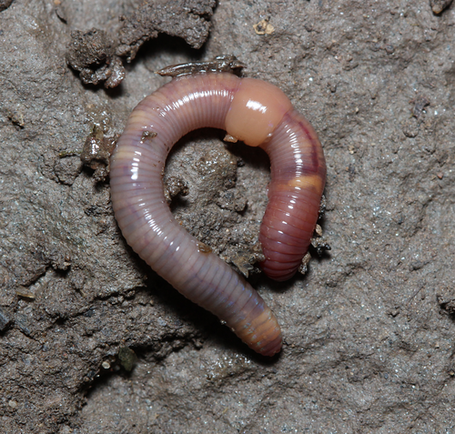 Green Worm, photo 3 of 9