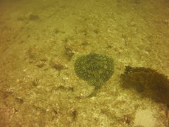 Urobatis tumbesensis