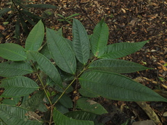 Memecylon heyneanum