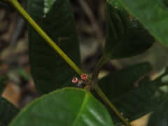 Memecylon heyneanum