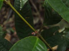 Memecylon heyneanum
