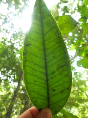 Memecylon heyneanum