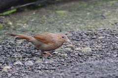 Trochalopteron lineatum