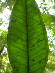 Memecylon heyneanum