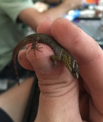 Gonatodes humeralis