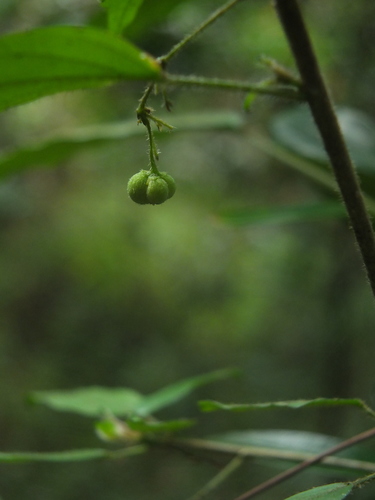 Micrococca wightii