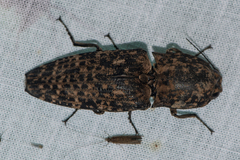Cryptalaus sordidus