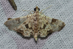 Symphonia multipictalis