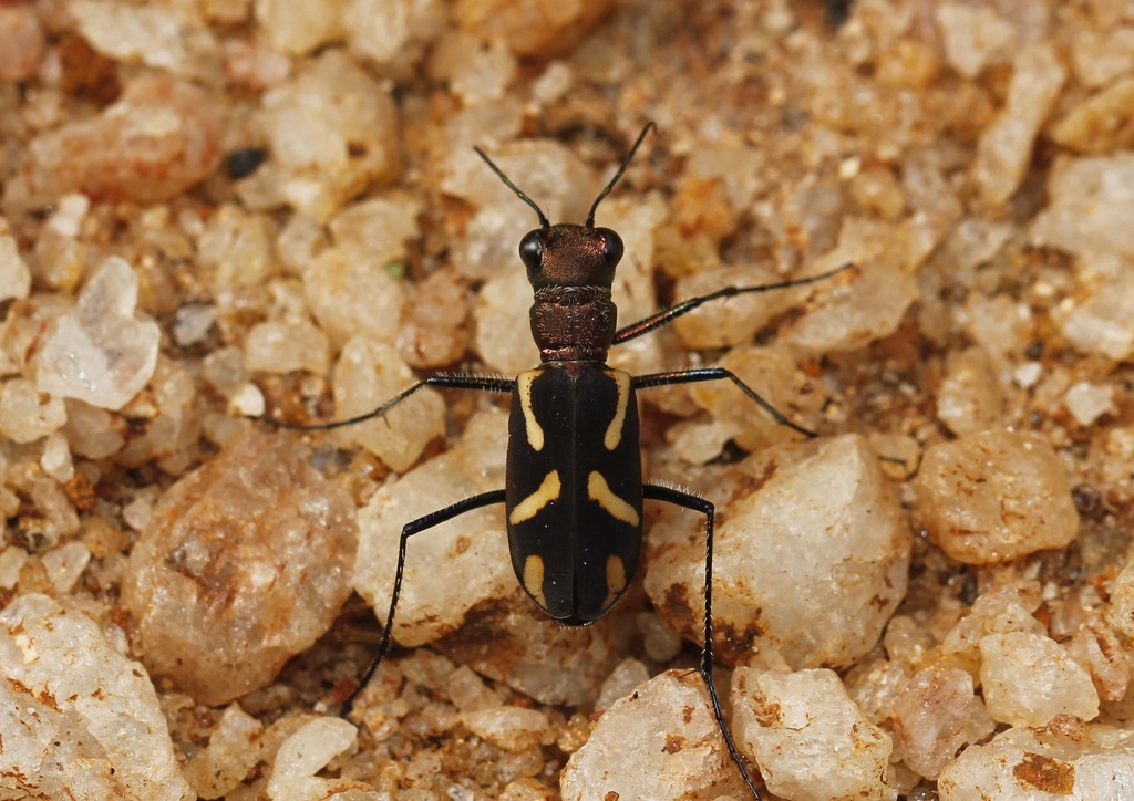 Cicindela ceylonensis