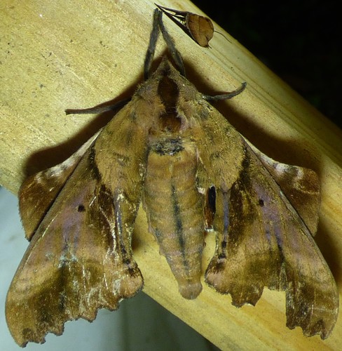 Blinded Sphinx photo 5