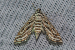 Parapoynx diminutalis
