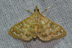 Pagyda lustralis