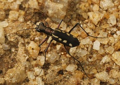 Cicindela discrepans