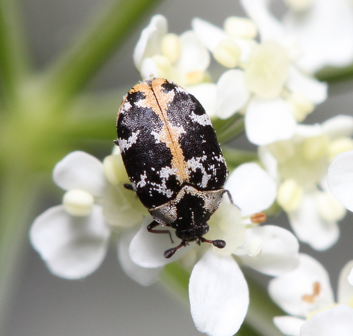 Bervidinis Kailiavabalis nuotrauka