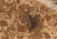 Myriochila undulata