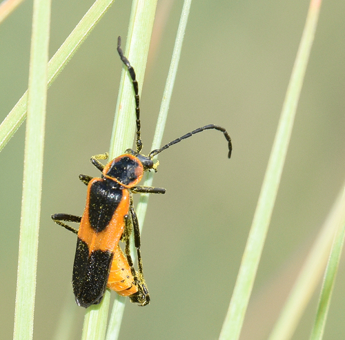 Colorado Soldier Beetle