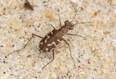 Calomera angulata
