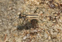 Hypaetha quadrilineata